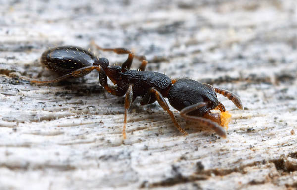 Leptothorax muscorum